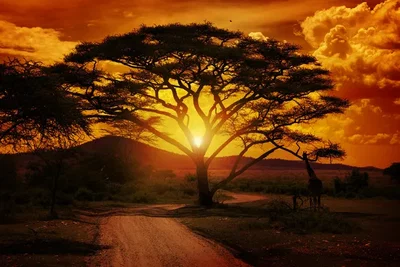 African native Tribe