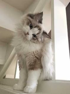 Therapy Cats