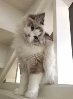 Therapy Cats