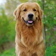 Ruby(your dog)