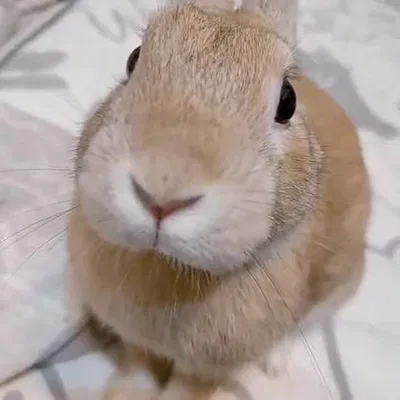 Coelho.