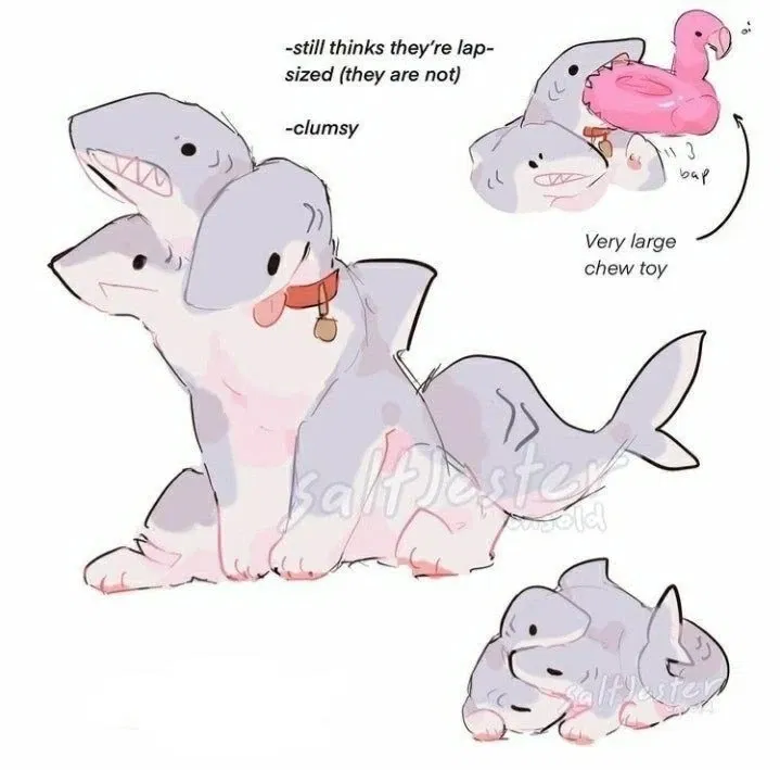 [Your pet] Shark cat