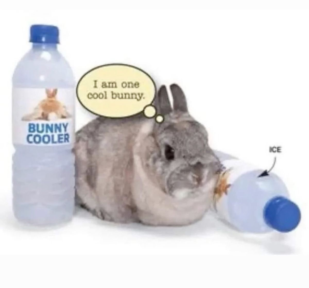Chill bunny