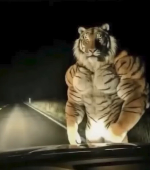Buff tiger