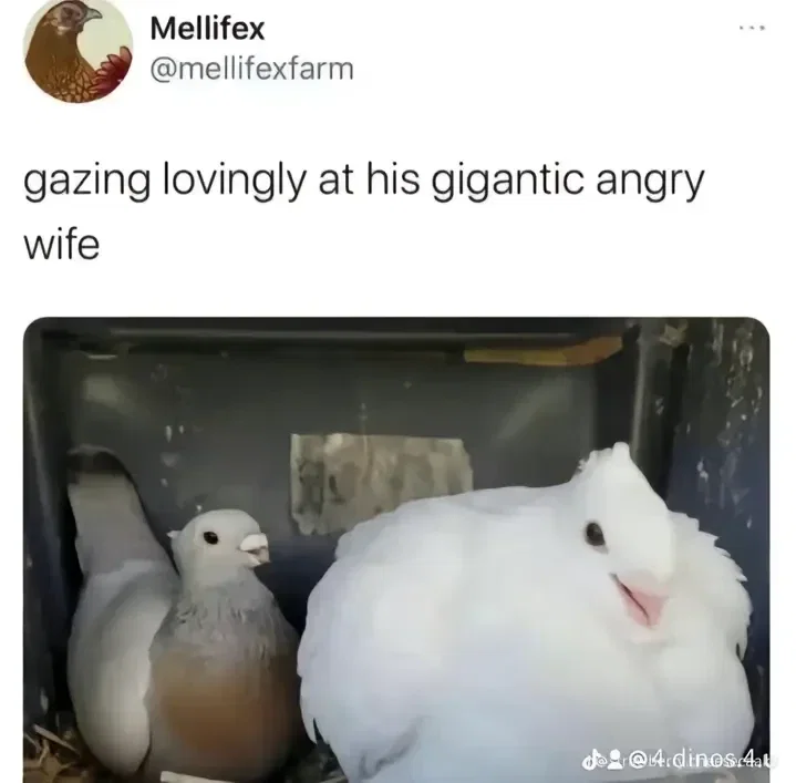 beta test bot