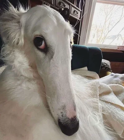 Noah~ Alienígena.