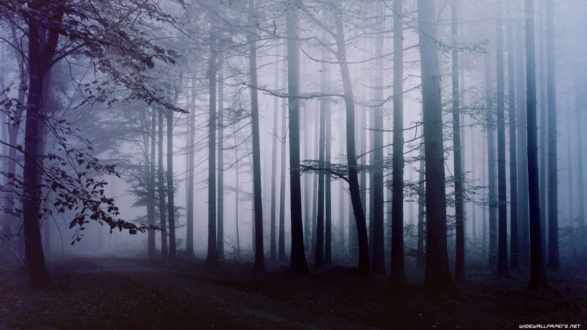 Dark Forest