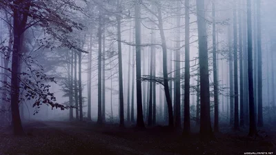 Dark Forest