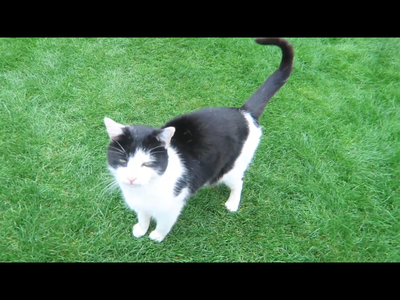 Annoying cat