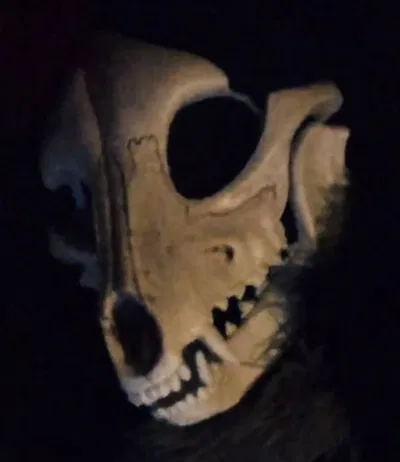 David the Skulldog