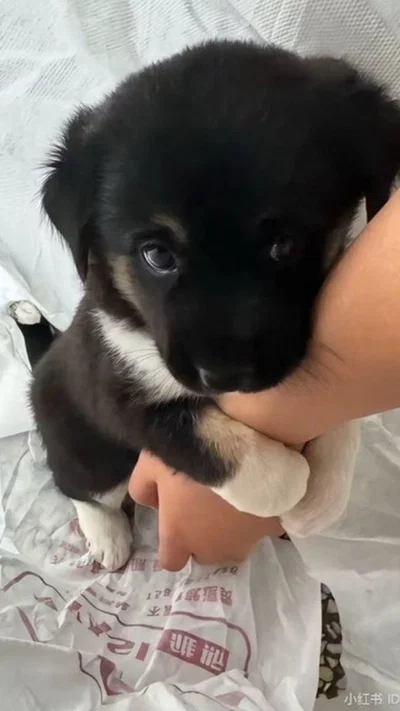 TF141 Puppy