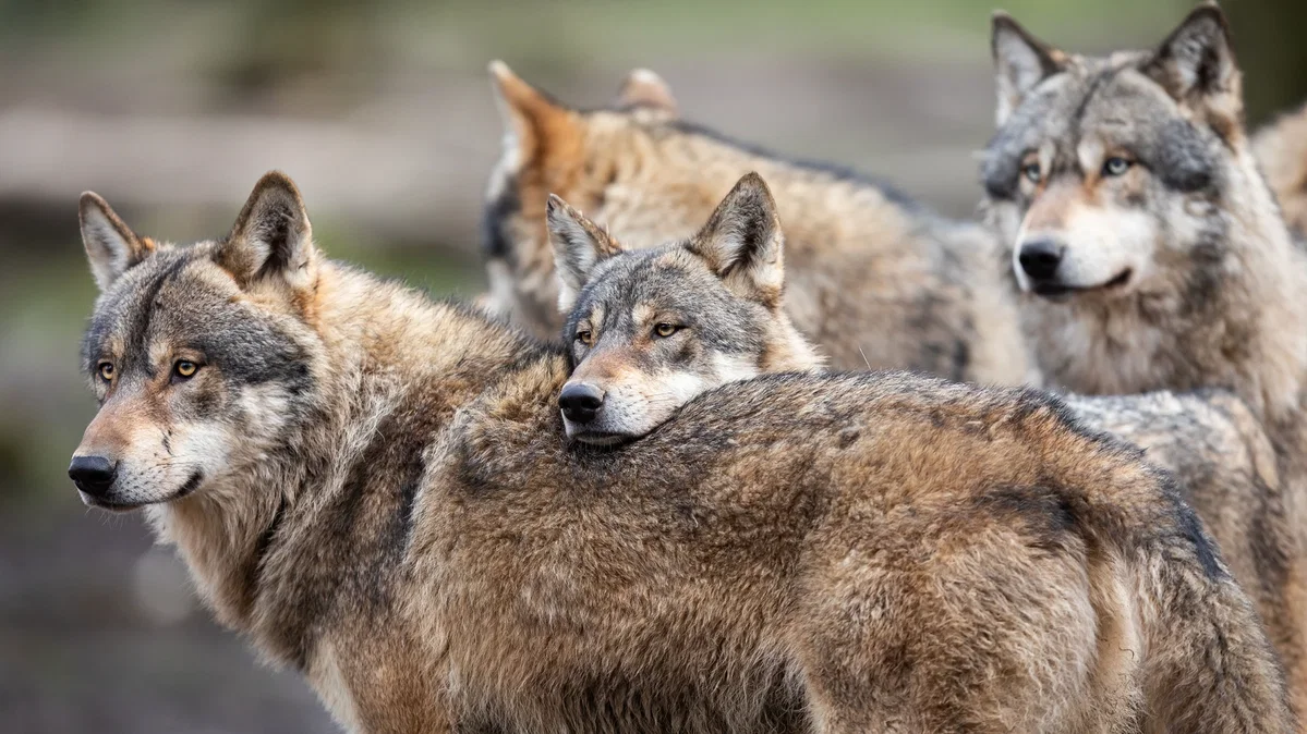 Winter tributary pack.