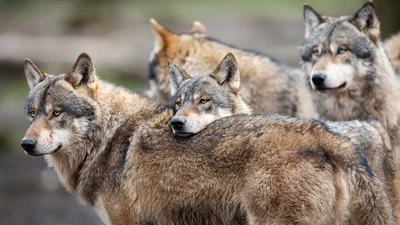Winter tributary pack.