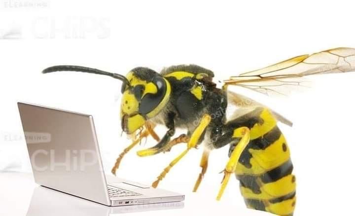 Angry wasp