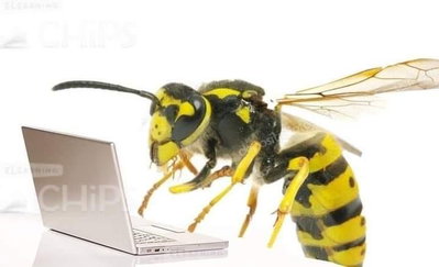 Angry wasp