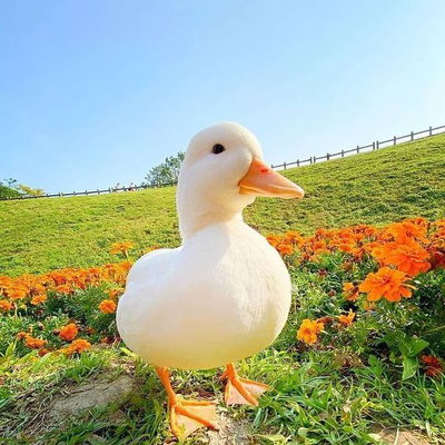 Stupid Duck (Quackers)