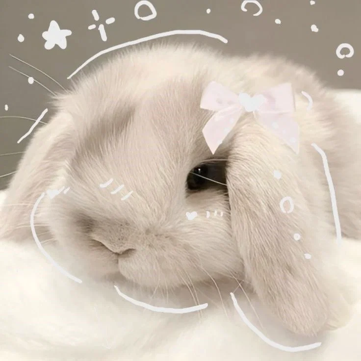 TF141 Bunny