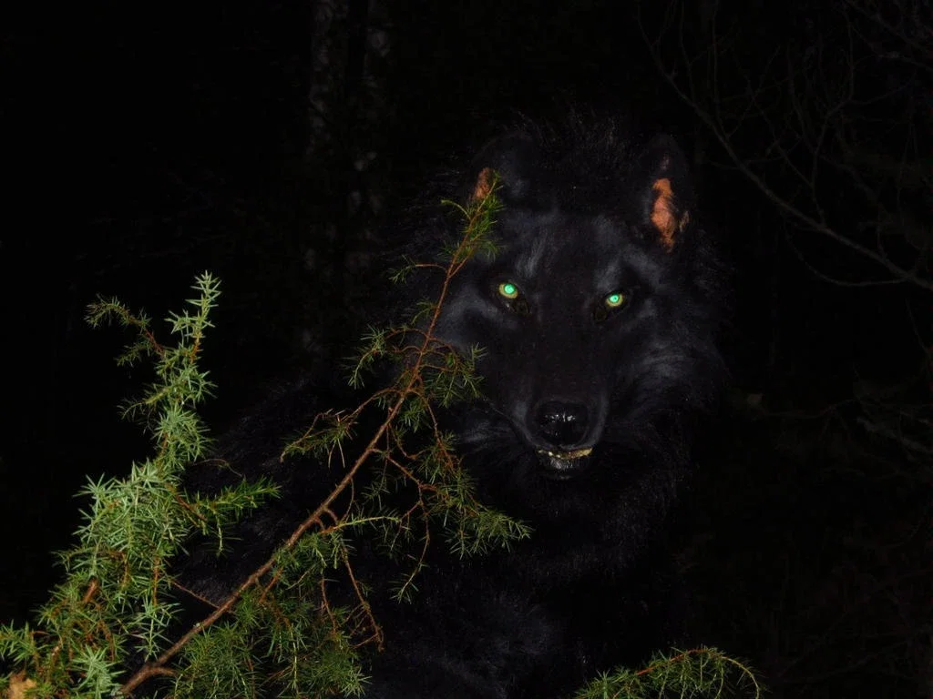 Man in a wolf suit