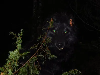 Man in a wolf suit