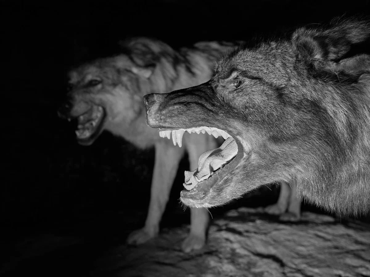 GREY WOLF