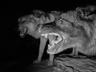 GREY WOLF