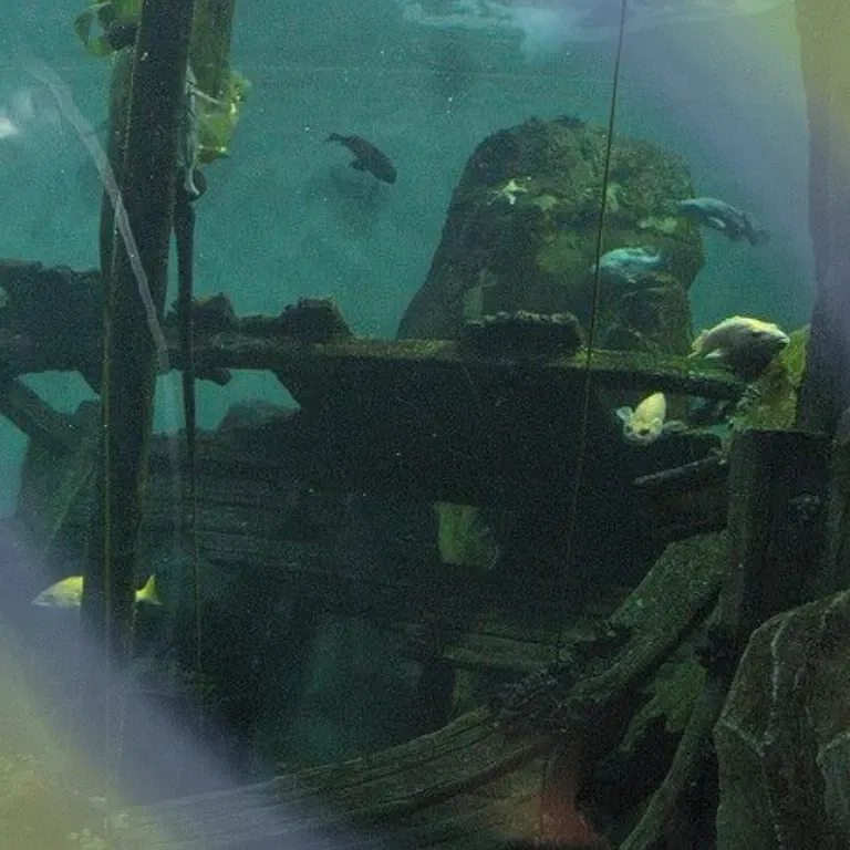 Tortū (Oc)