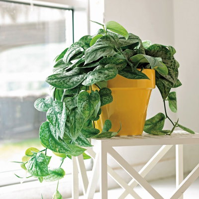 Horny Houseplant