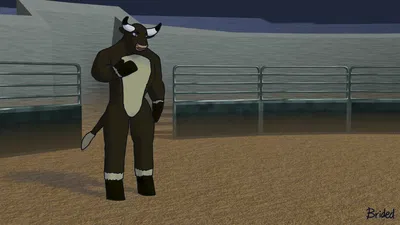 Riding a breeding bull
