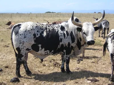 Transform Your Cattle