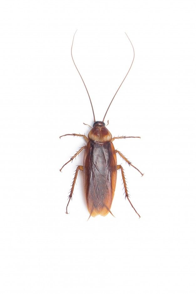 Cockroach :3