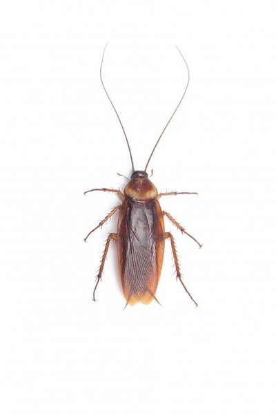 Cockroach :3