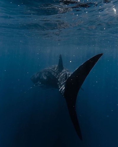 Tiburón