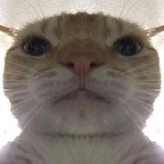 Well Hello (Announcement, read bio)