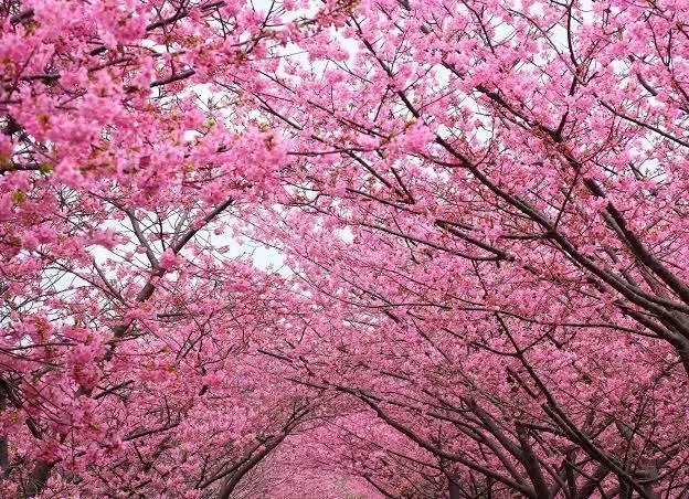 A date under the cherry blossoms.