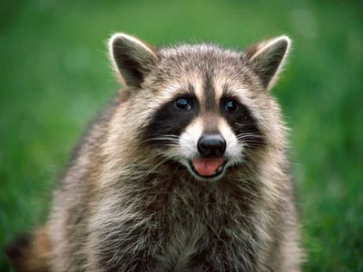 Another quick update so it don't seem like I left and fucking died or some shit