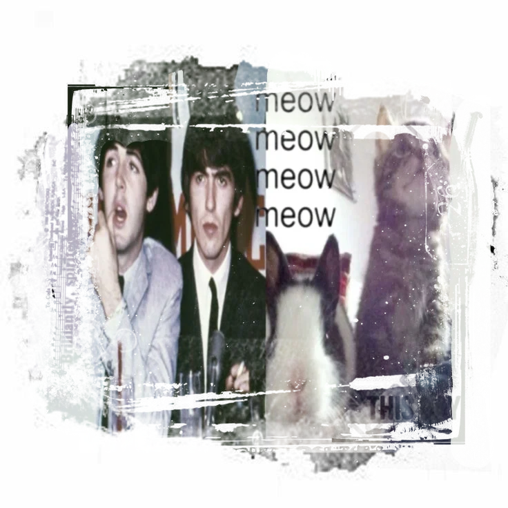 ༦། ུ༢    ⠀⠀Paul⠀ ᐩ ⠀George  ‿   ·   🐇🐈