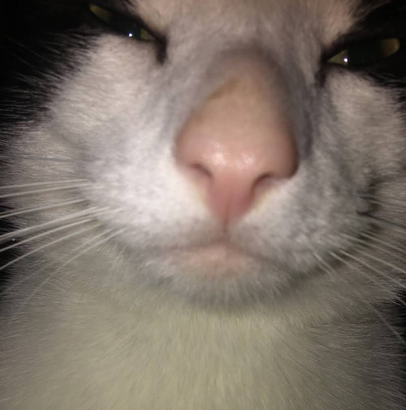 cat