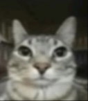 Kitty cat