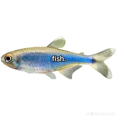 Fisch guide