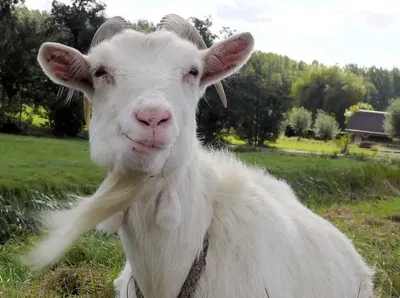The GOAT