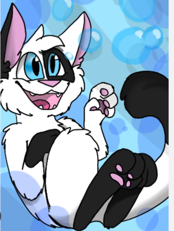 Pip the cat