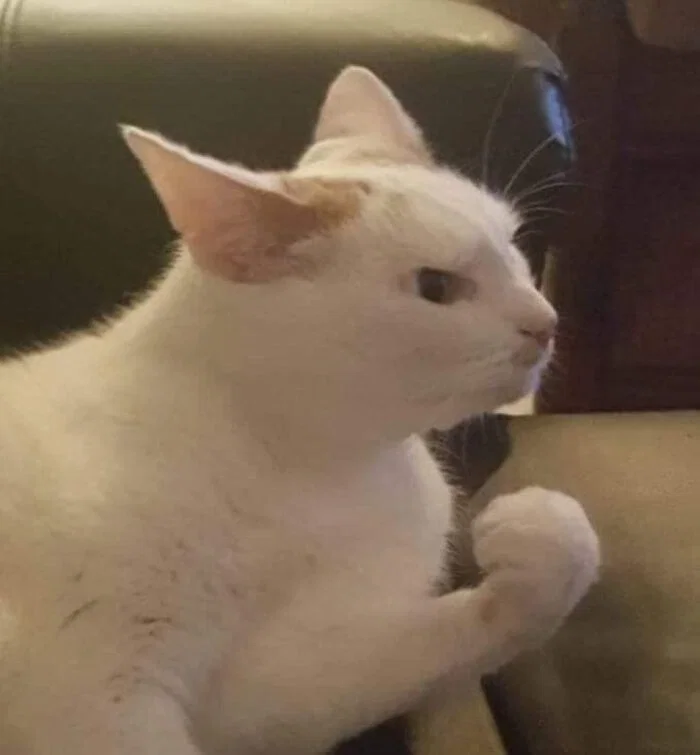 Very angry looking cat