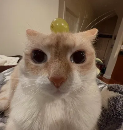hi.