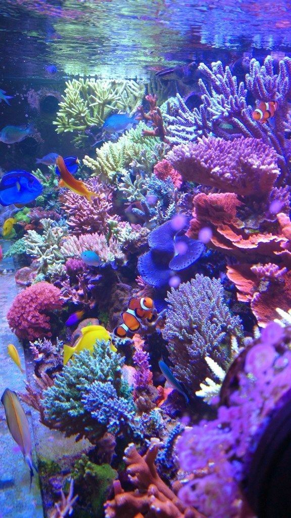 Aquarium rp!