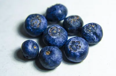 Blueberry Infection
