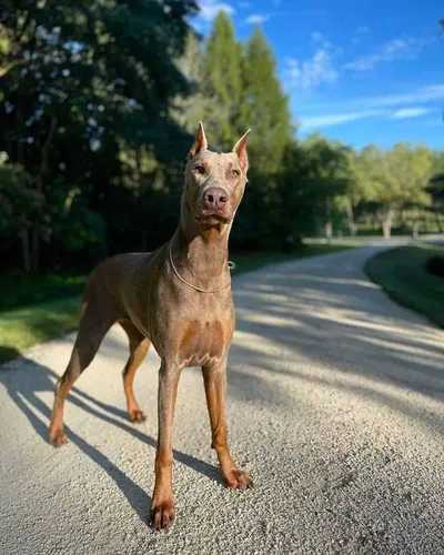 random ass dog