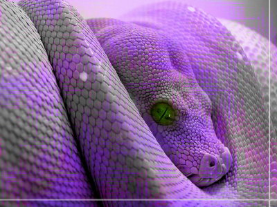 Naga Deity! Donnie