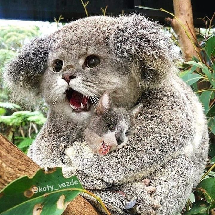 KoalaStas