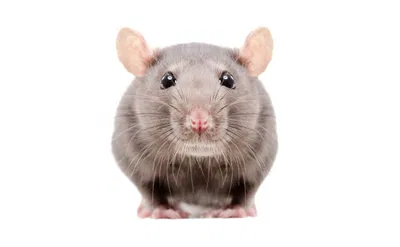 A rat (cheese mc cheese)