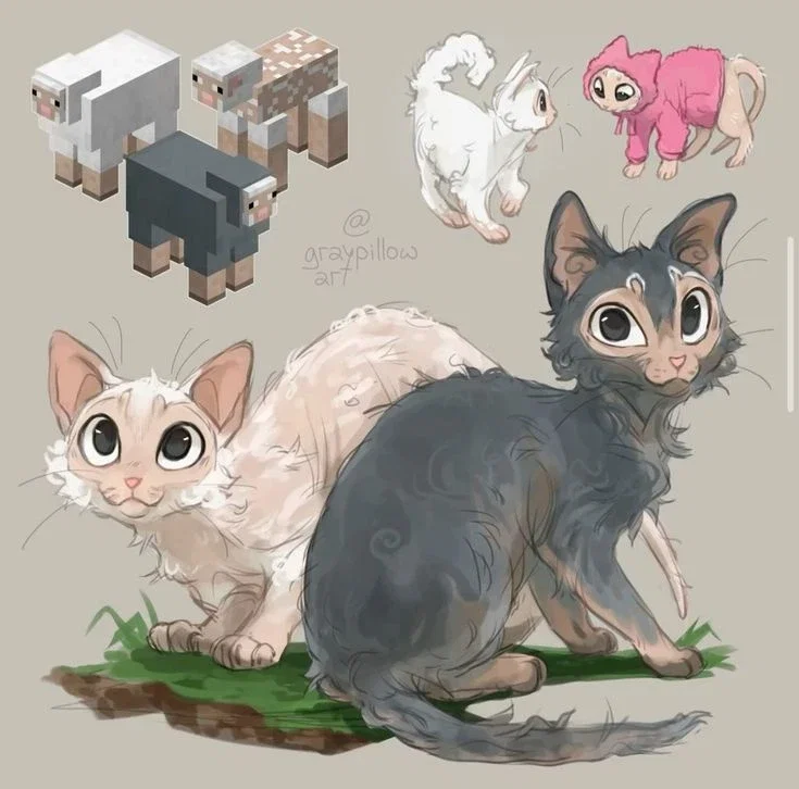 your 2 sheep cats